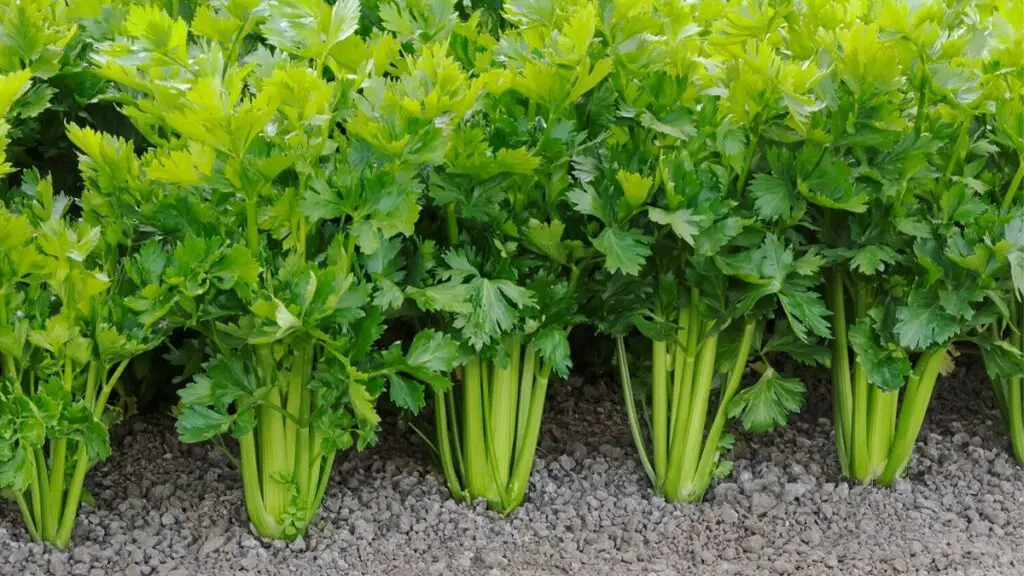 health benefits of celery