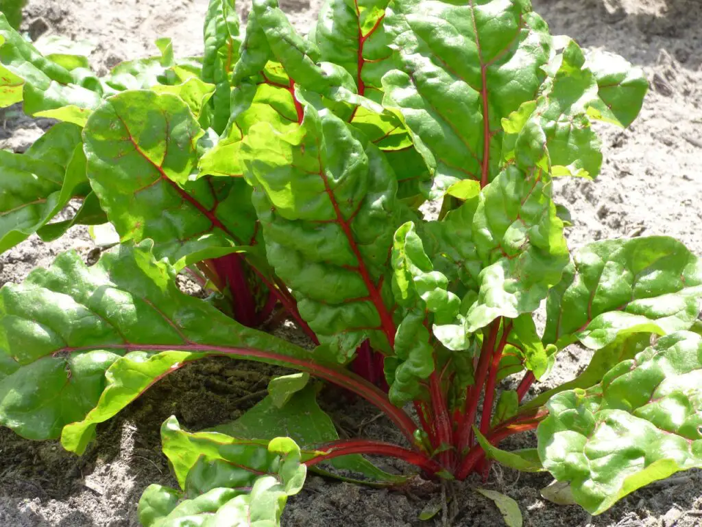 health-benefits-of-swiss-chard