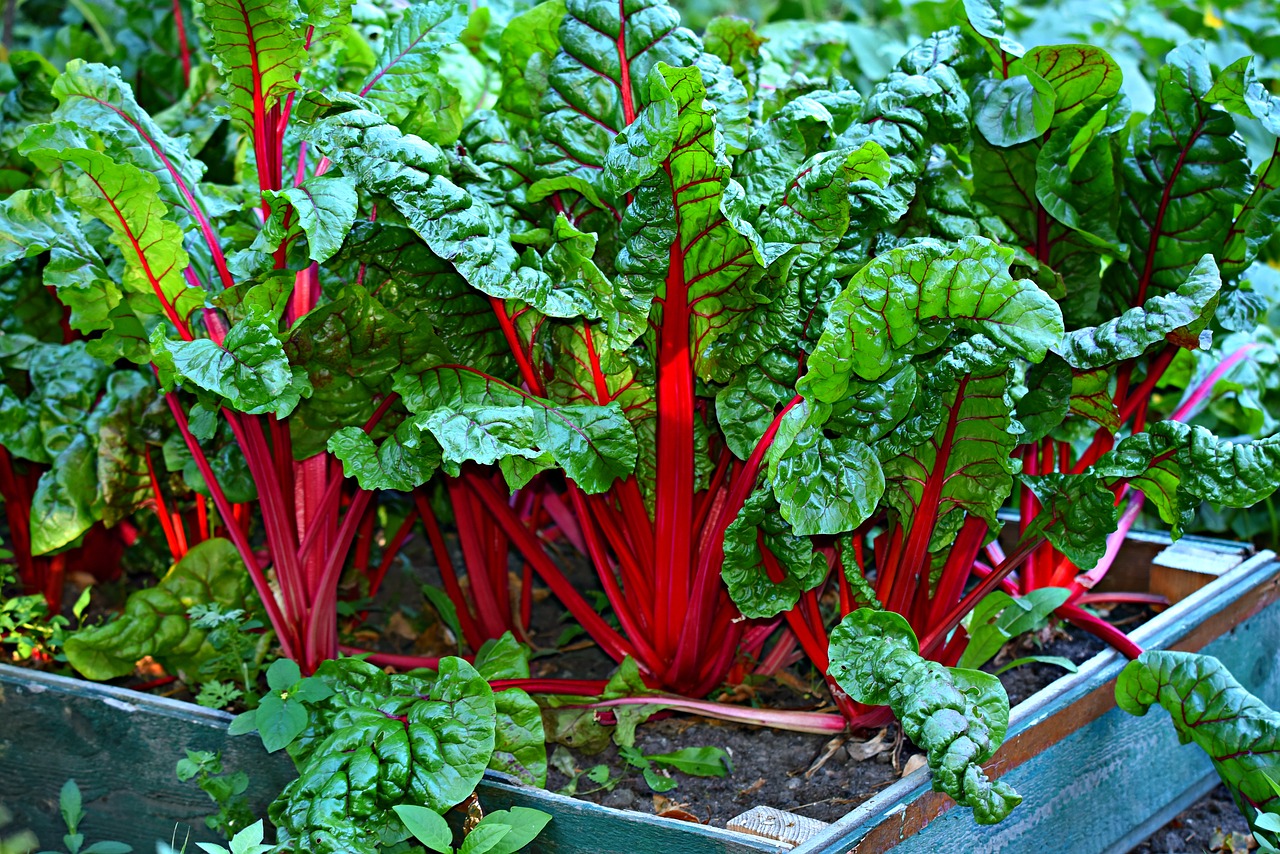 health-benefits-of-swiss-chard