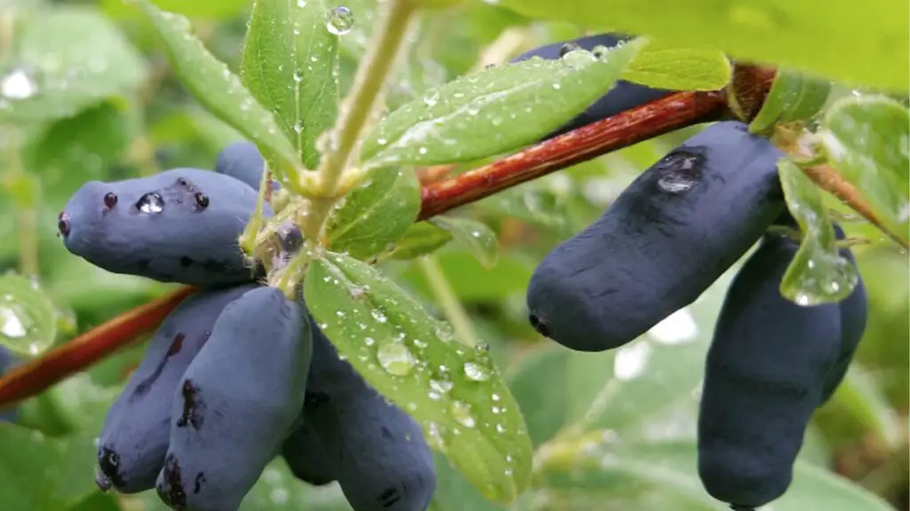 benefits of haskap berries