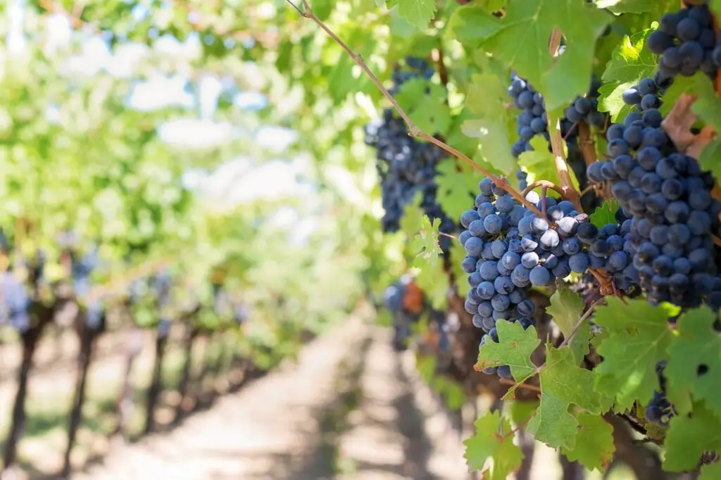 benefits-of-grape-seed-extract