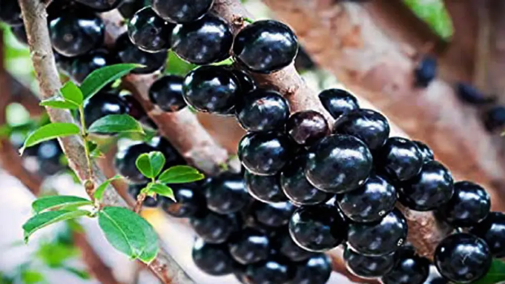 8-best-health-benefits-of-jabuticaba