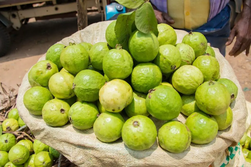 10-best-health-benefits-of-guava