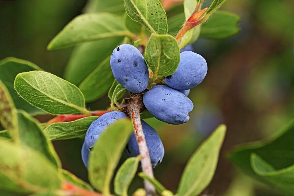 10-best-health-benefits-honeyberry