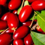 health-benefits-of-miracle-fruit