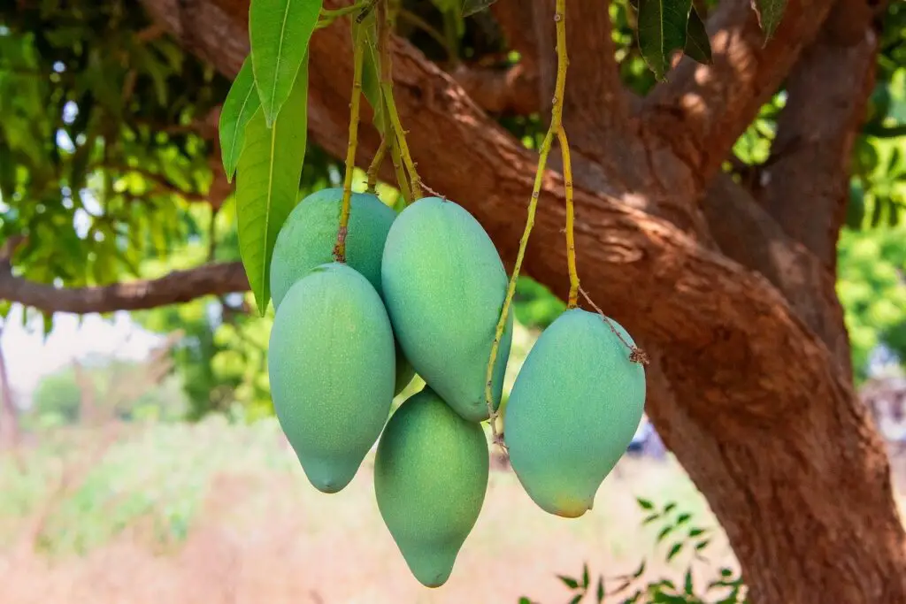 8-amazing-benefits-of-mango
