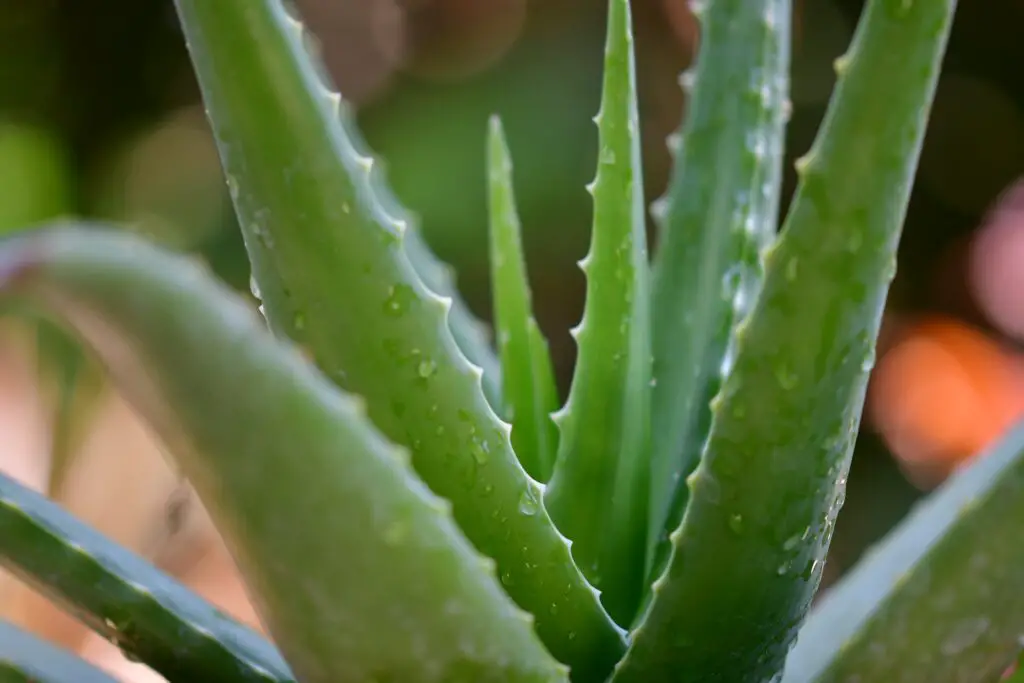 top-8-health-benefits-of-aloe-vera