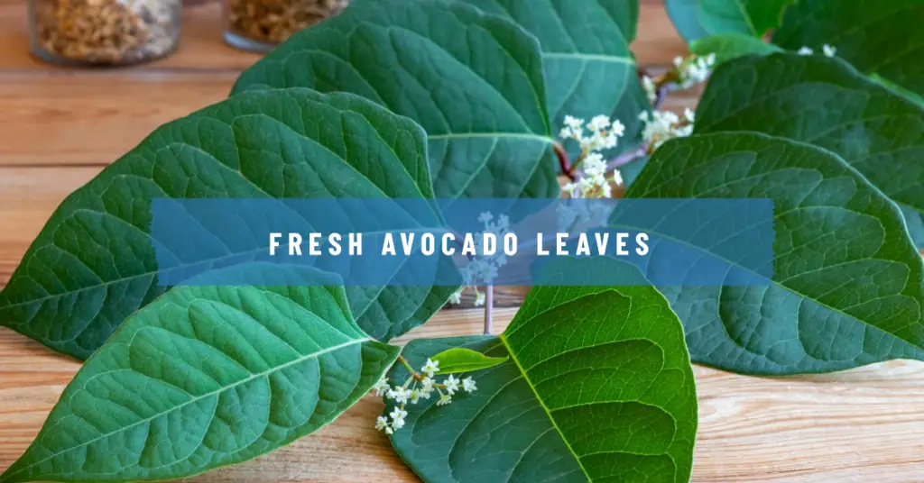 benefits of avocado leaves