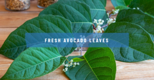 benefits of avocado leaves