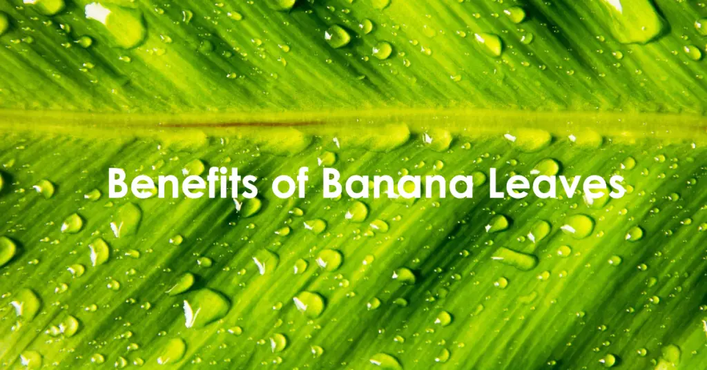 Benefits of Banana Leaves