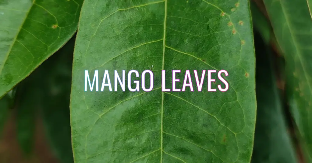 Benefits of Mango Leaves