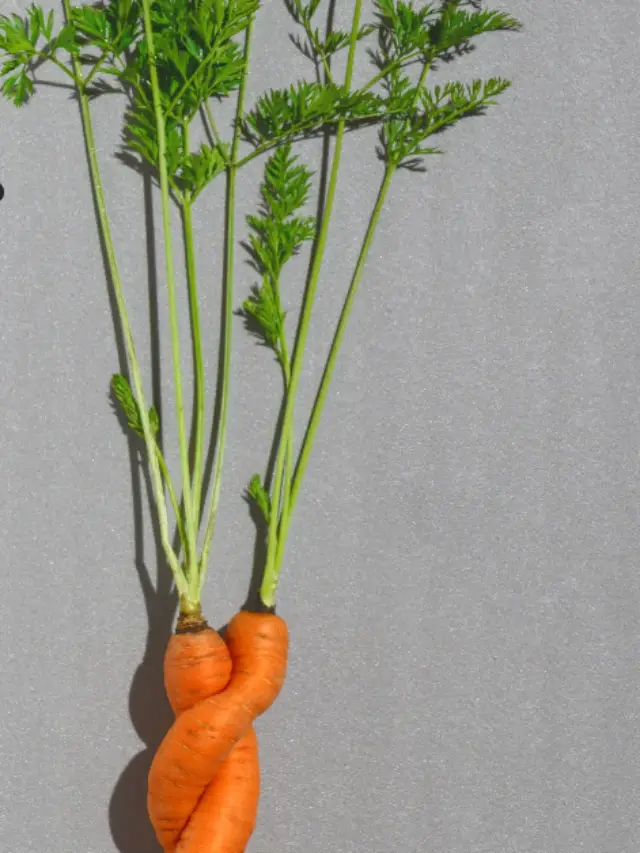 THE 10 BENEFITS OF CARROT DURING PREGNANCY