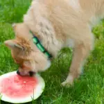 Watermelon is a refreshing and healthy fruit that is enjoyed by people of all ages