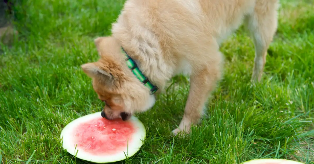 Watermelon is a refreshing and healthy fruit that is enjoyed by people of all ages