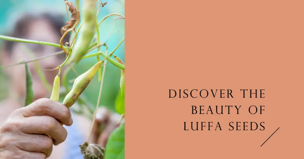 Luffa Seeds : A Complete Guide