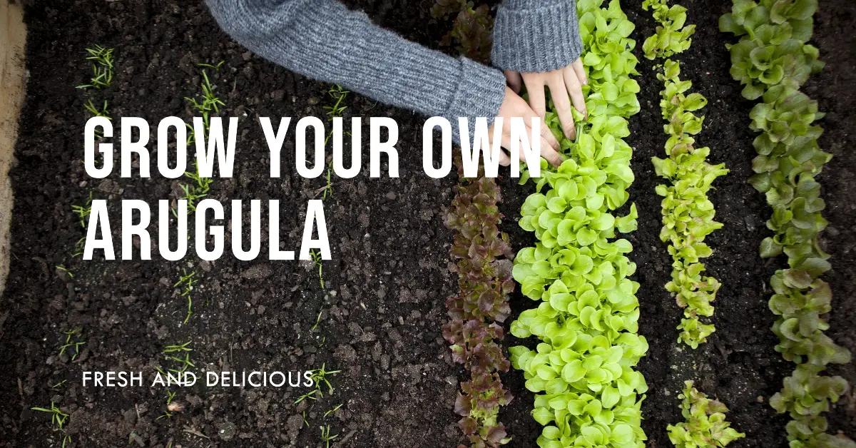 Arugula, also known as rocket or roquette, is a leafy green vegetable with a peppery flavor. It is a popular ingredient in salads, wraps, and sandwiches.