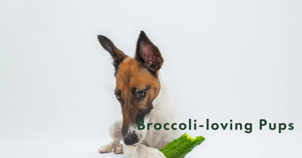 can dogs eat cooked broccoli