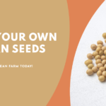 soybean seeds for deer