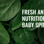Baby spinach is a leafy green vegetable that is packed with nutrients. It is a good source of vitamins A, C, and K, as well as fiber and antioxidants
