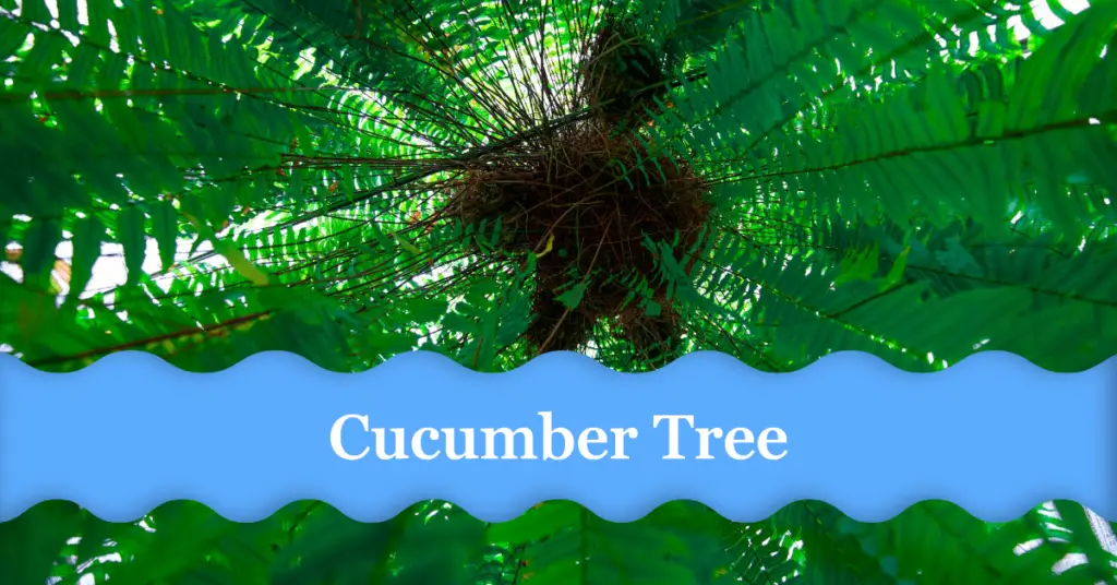 Cucumber tree