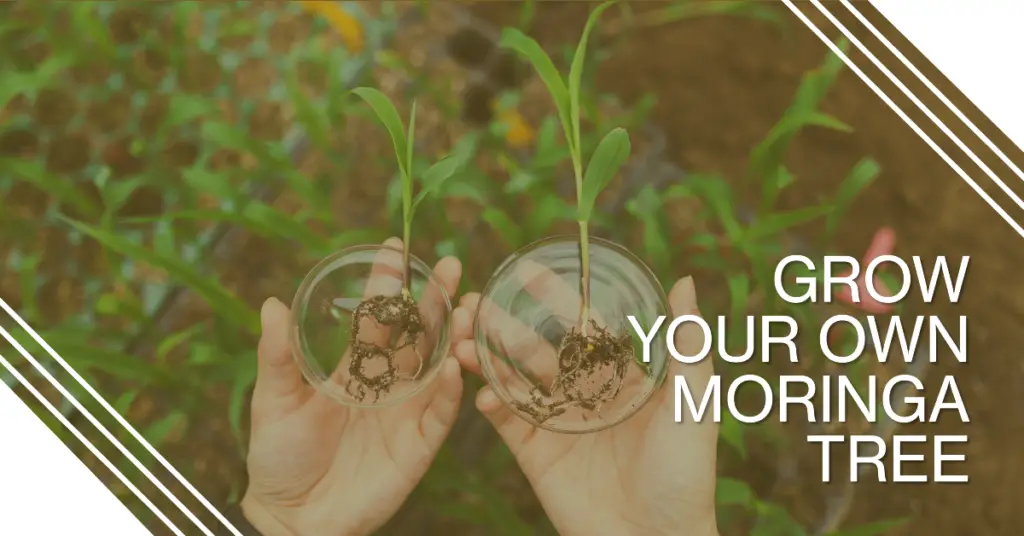 Benefits of Moringa Seeds Sexually