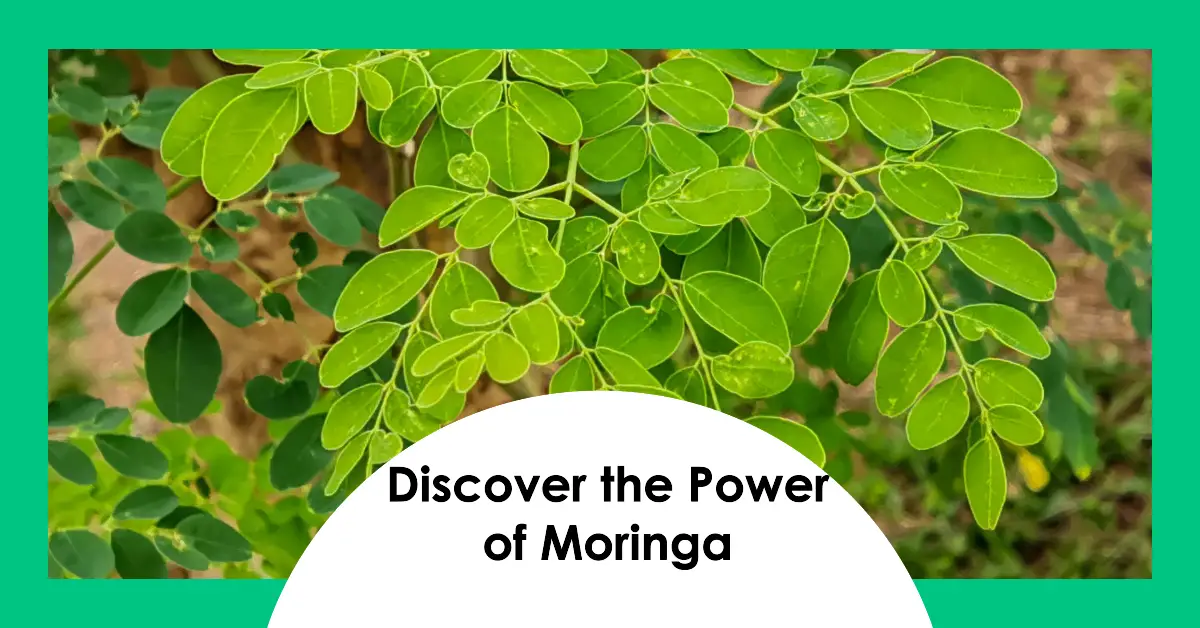 Moringa Benefits For Men