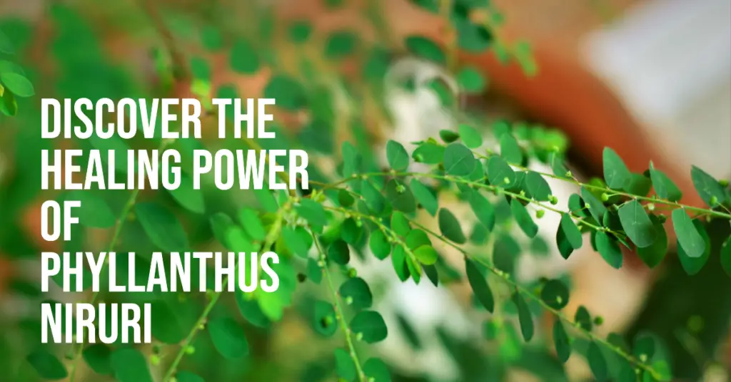 Phyllanthus Niruri Benefits