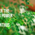 Phyllanthus Niruri Benefits
