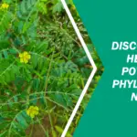 phyllanthus niruri benefits