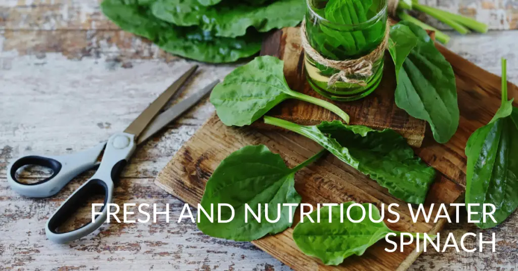Water Spinach Benefits