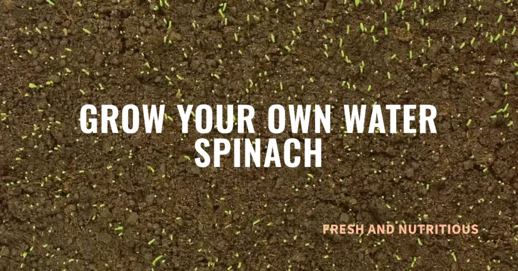 Water Spinach Seeds