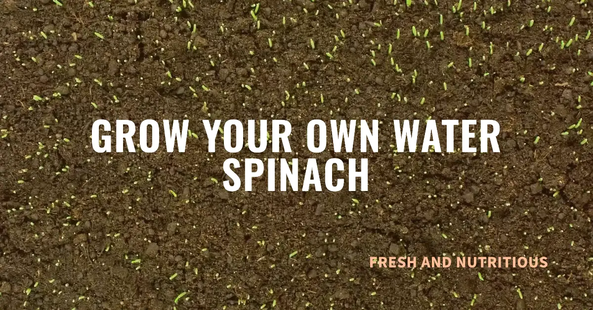 Water Spinach Seeds: Everything You Need to Know
