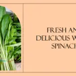 Water spinach