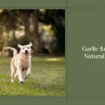 Benefits of Garlic for Dogs
