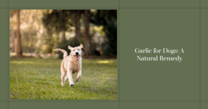 Benefits of Garlic for Dogs